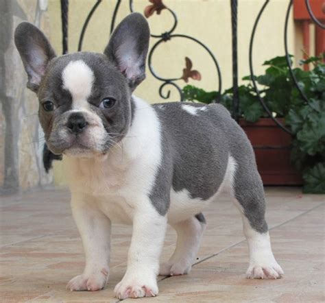 About the french bulldog breed. french bulldogs colours - Google Search | Blue french ...