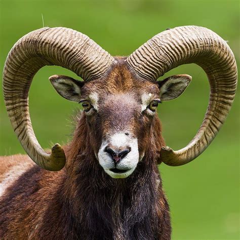 The Mouflon Sheep Animals Wild Animals