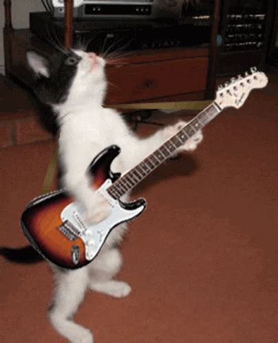 Funny Guitar Cat Meme Animated Gif Ylia Callan Guitar My Xxx Hot Girl