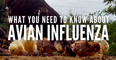 Avian Influenza Explained — Madhatchers