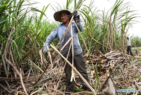 Farmers Harvest Sugar Canes In South Chinas Guangxi Xinhua English
