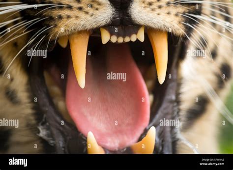 Extreme Close Up Of The Open Mouth And Teeth Of An Big Cat Amur