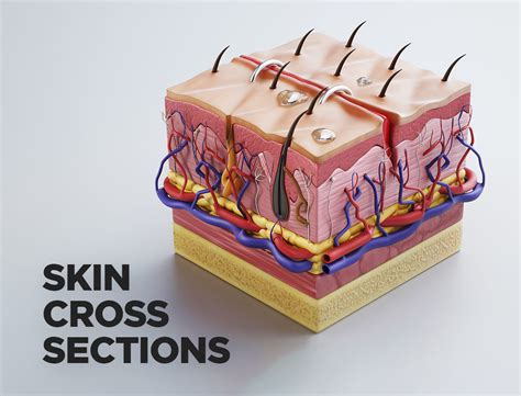 Design your own minecraft skin with our easy to use skin maker. 3D model Skin cross sections-damaged skin-cut skin- with 1