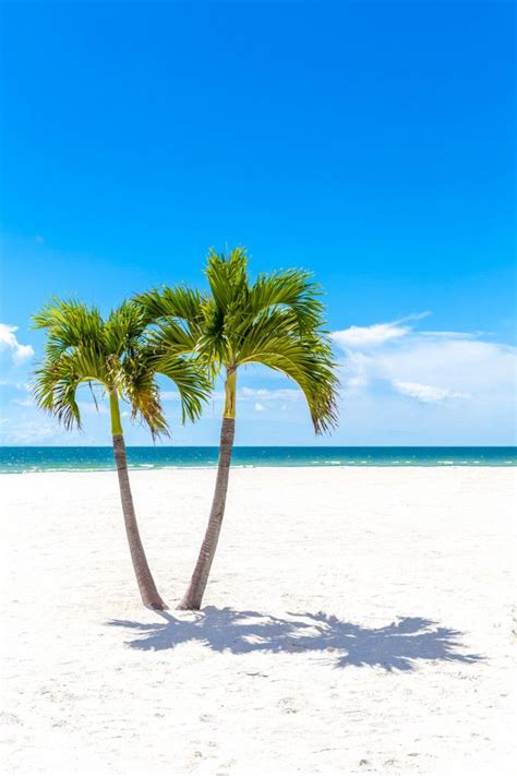 Premium Photo Twins Palm Trees In Florida Beach Usa Palm Tree