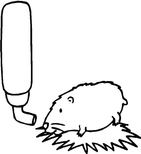 Desenhos De Hamster Para Colorir E Imprimir Colorironline Com