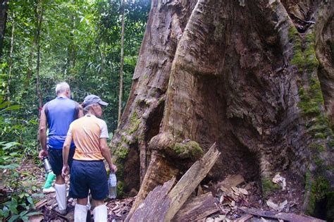 Rich in biodiversity it has since become a hub for researchers. Experience the ultimate Imbak Canyon Ride | Bike and Tours