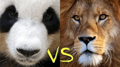 Epic Battle Giant Panda Vs Lion Who Would Win The Fight Youtube