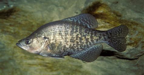 Critter Of The Week Crappie