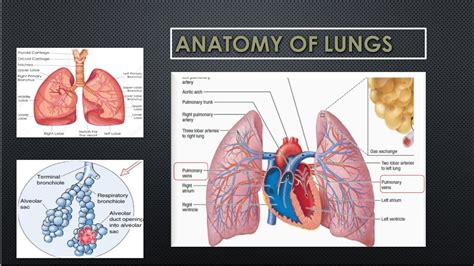 Anatomy Of Lungsfissures Bronchopulmonary Segments Root Of Lungs