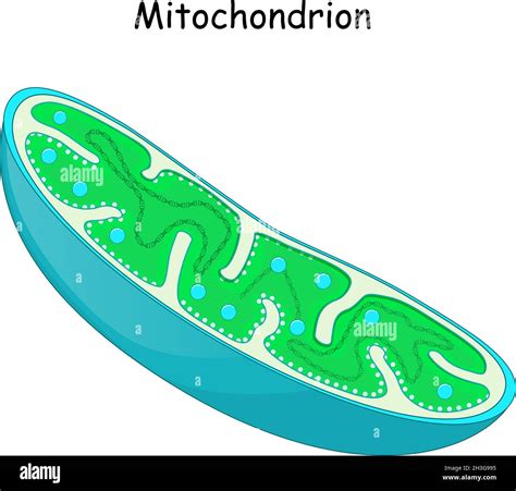 Mitochondria Structure And Anatomy Of A Mitochondrion Vector Icon