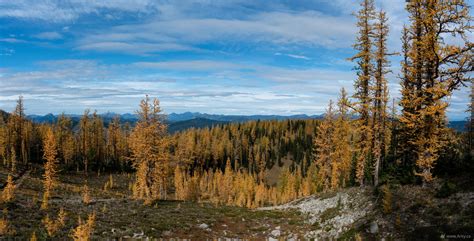 Frosty Mountain Larches In Manning Park 行之舟 Arkys Blog