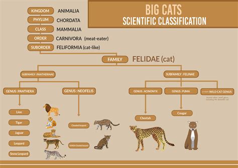 These 20 popular cat breeds are known for their unique appearances and personalities. Big Cats Biological Classification | Taxonomy