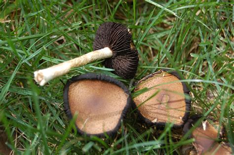 Instead of trying to eradicate them and poison our world, we should see them as a friend rather than an enemy. NH Notes: A Diverse Array of Mushrooms in the Backyard ...