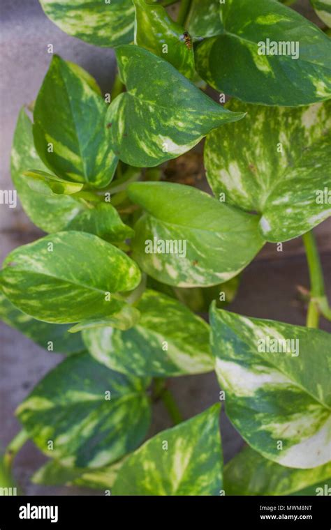 Green And White Leaf Pothos Vine Outdoor Or Indoor Plant Hanging Down
