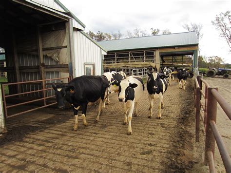 Cows In Milking Parlor Walking From The Barn To The Milking Parlor