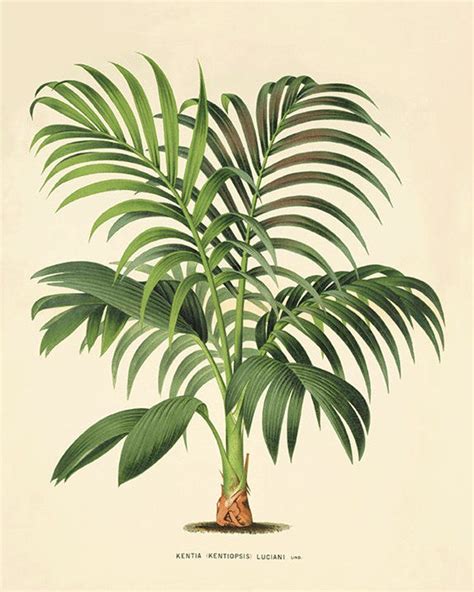 Palm Tree Art Print Antique Botanical Art Prints Home Decor Palm Tree