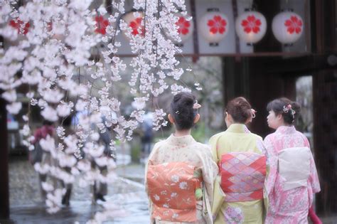 wallpaper japan temple cherry blossom pink kimono spring kyoto geisha flower plant