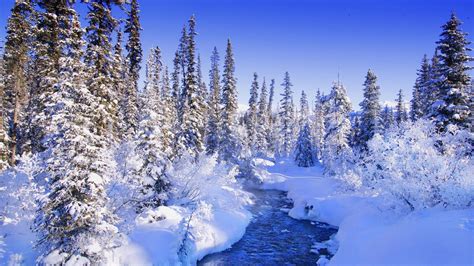 Wallpaper Fur Trees Trees Snow River Snowdrifts Bushes Hoarfrost