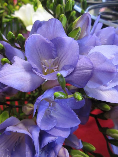This valentine's day show them how special they are, no matter the (social) distance, with a thoughtful message that'll hit them right in the feels. Lavender Freesia | Valentines flowers, Flowers for ...