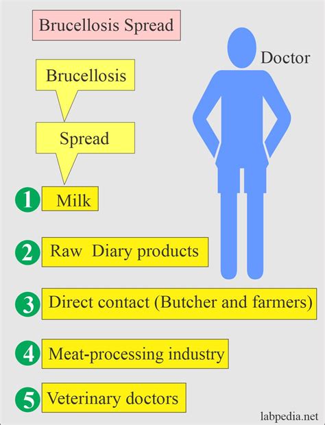 Brucellosis Diagnosis Of Brucella Infection