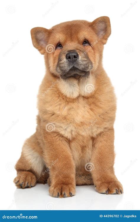 Perrito Del Perro Chino De Brown Chow Foto De Archivo Imagen De