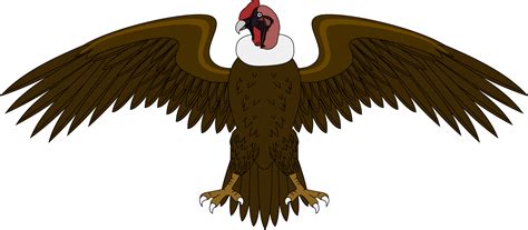 Condor Vector At Getdrawings Free Download