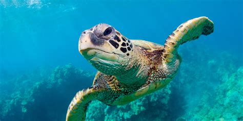 Children of the sea opens with an undisclosed man writing a letter to his beloved. 7 Facts about Sea Turtles - Scuba Diving Cebu Mactan