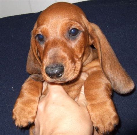 Search our dogs, cats and small animals available for adoption. AKC STANDARD DACHSHUND PUPPIES FOR SALE ADOPTION from ...