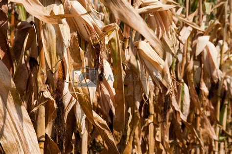 Royalty Free Image Corn Stalks By Jaimepharr