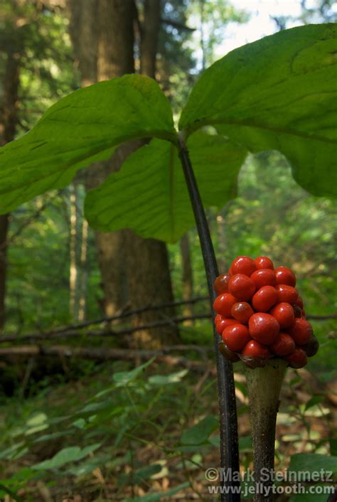 Jack In The Pulpit Berry Cluster Mark Steinmetz