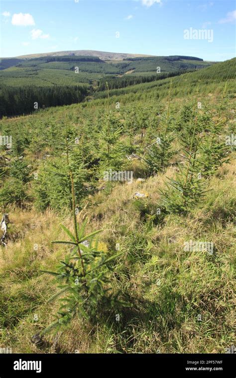 Planting Of Mixed Age Sitka Spruce Picea Sitchensis Hafren Forest