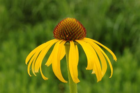 A Guide To Adding Yellow Wildflowers To Your Garden Dengarden
