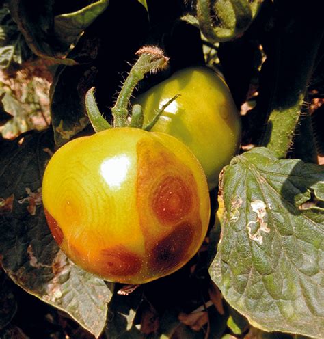 Manejo Do Complexo Vira Cabeça No Cultivo De Tomate E Pimentão