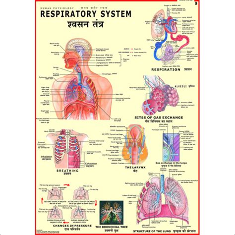 For medical professionals like nurses, doctors and paramedics. Respiratory System - Respiratory System Exporter ...