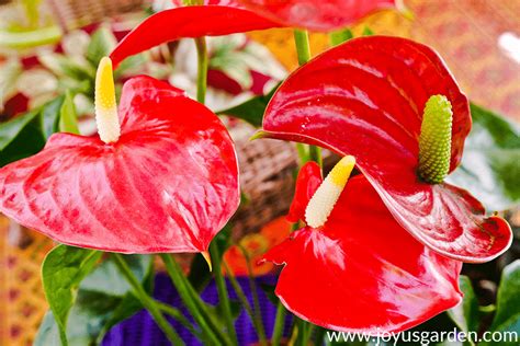 Anthurium Care Growing A Flamingo Flower 2024 Guide