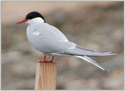 Arctic Tern Bird Facts With Photographs The Wildlife