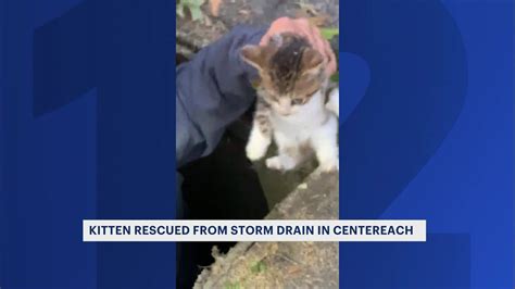 Kitten Rescued From Storm Drain In Centereach