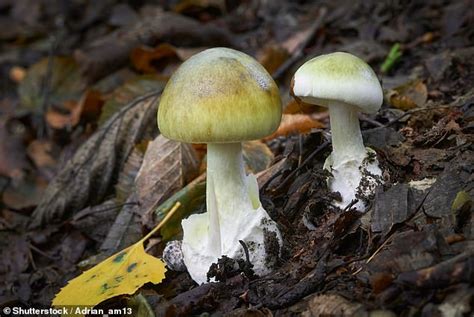 Guide To The Mushrooms You Can Safely Eat And The Poisonous Ones You
