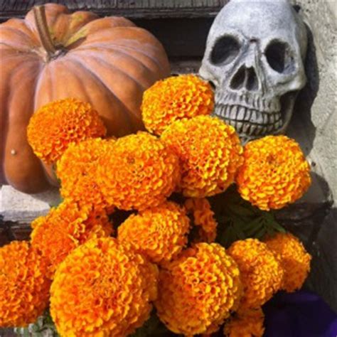 The staminate (male) flowers are without either calyx with corolla; The Meaning of Marigolds