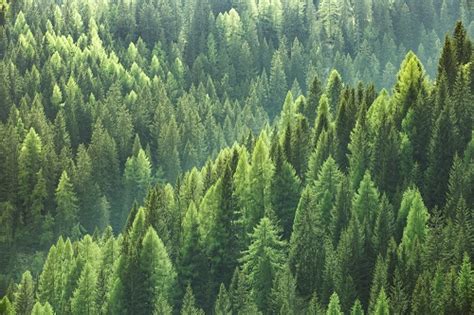 We did not find results for: Ecosystem - Definition, Examples and Types | Biology ...
