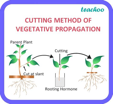 Biology Class 10 Describe All The Methods Of Vegetative Propagation
