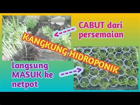 Hidroponik Pemula Trik Semai Kangkung YouTube