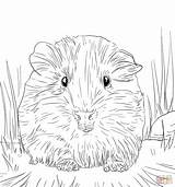 Guinea Pig Coloring Pages Cute Pigs Portrait Color Supercoloring Print Colouring Printable Real Template Ginnie Colorings Category Baby Getcolorings Popular sketch template