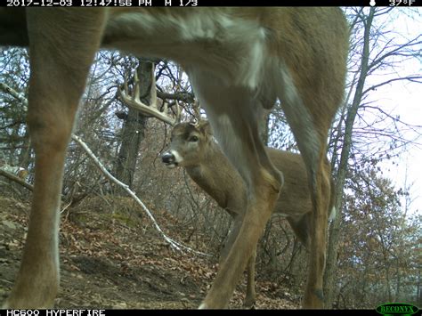 Food Plots And Fawns Bartyllas Whitetail Habitat Plans