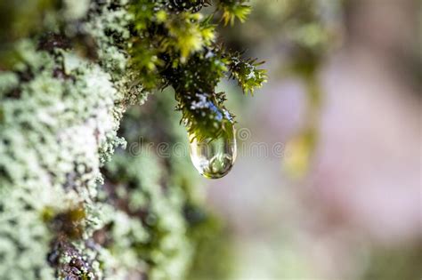 Water Drop On Moss Stock Photo Image Of Flora Outdoors 229291828