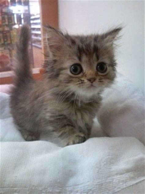 These Munchkin Kitten Photos Will Put A Smile On Your Face