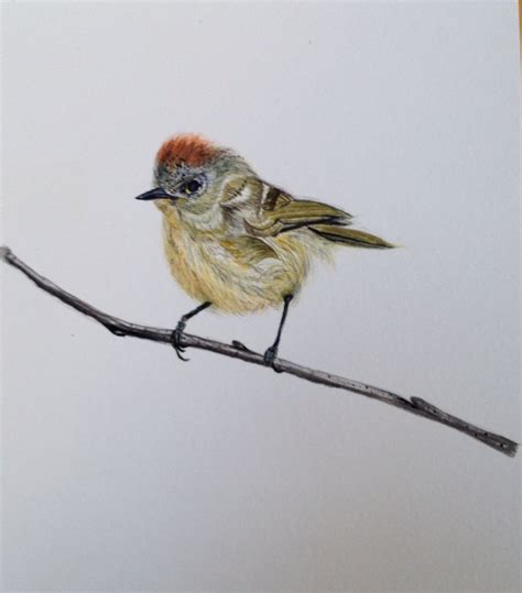 Ruby Crowned Kinglet H2o Color By H Schaller Watercolor Paintings