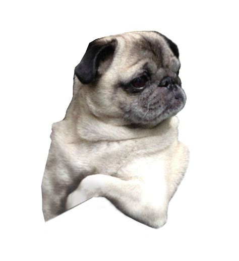 Pug Puppy Dog breed Companion dog - pug png download - 894*977 - Free png image