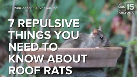Video 7 Repulsive Things You Need To Know About Roof Rats