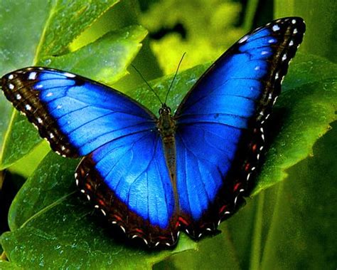 Blue Butterfly Animals Insects Macro 1280x1024 Wallpaper